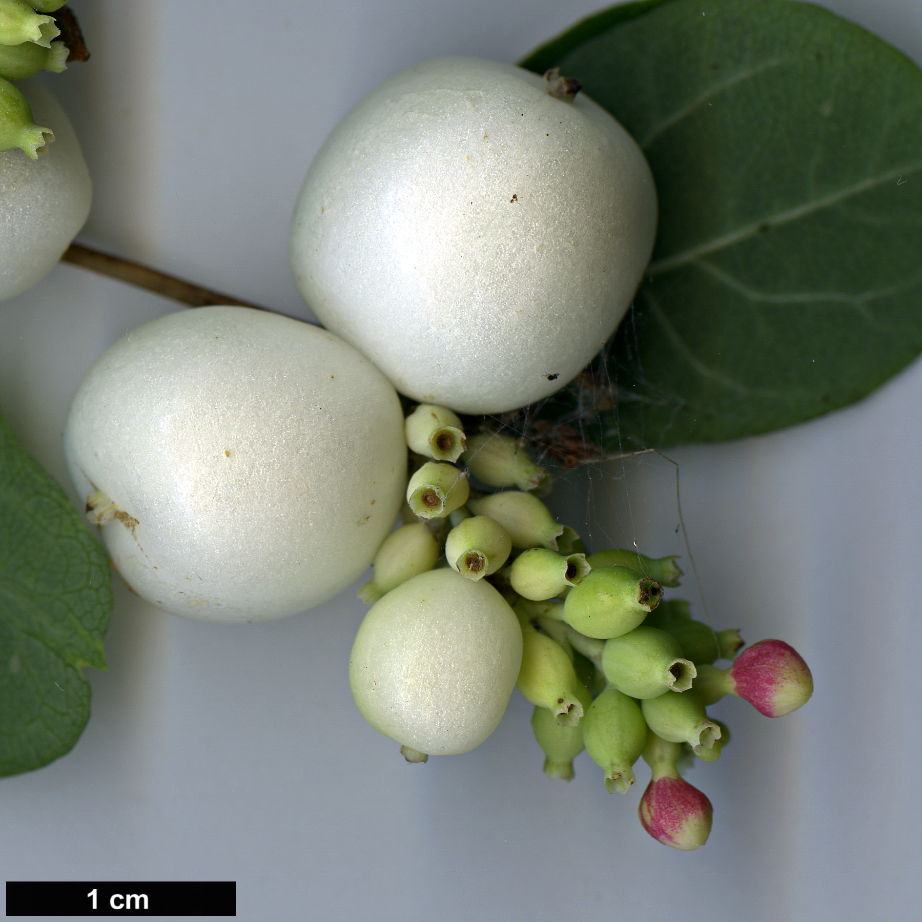 High resolution image: Family: Caprifoliaceae - Genus: Symphoricarpos - Taxon: albus - SpeciesSub: var. laevigatus